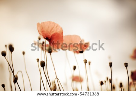 Similar – Foto Bild Klatschmohn. Blühende Mohnblumen  und Mohnkapseln