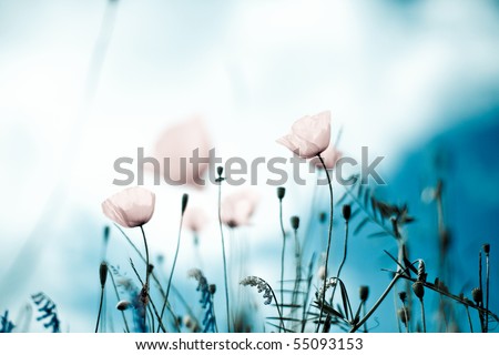 Similar – Image, Stock Photo Flowering corn poppy in a ripening wheat field