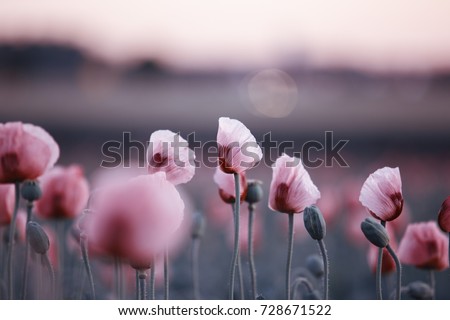 Similar – Image, Stock Photo Landscape with blooming poppy flowers against blue sky