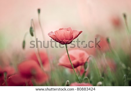 Similar – Foto Bild Klatschmohn. Blühende Mohnblumen  und Mohnkapseln