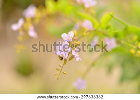 Tea Tree gold flower is a flower with a purple light.