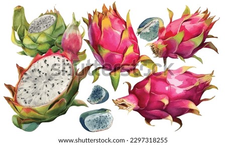 Hand drawn watercolor illustrations of dragon fruits pitaya isolated. Pitahaya sketch. Summer food illustration, tropical fruit. Healthy life style painting. Hand drawn clip art.
