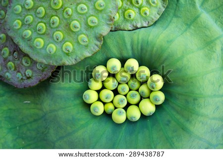 freshness lotus seed and pod on leaf