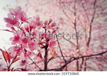 Beautiful pink cherry blossom (Sakura) flower at full bloom in the northeast of Thailand on pink background