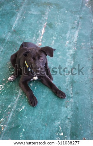 black puppy on the old painted floor,\
aquamarine background,\
lonely dog on the ship