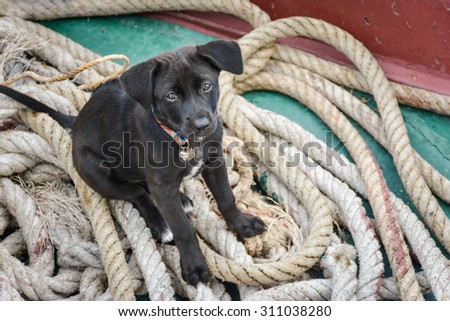 Puppy on the ship,\
aquamarine background,\
lonely dog,\
background ropes