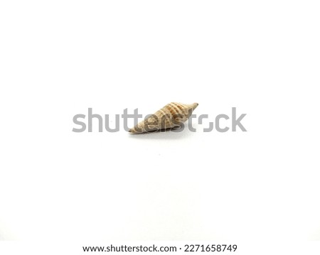 Image, Stock Photo Shells and a small conch found on the beach