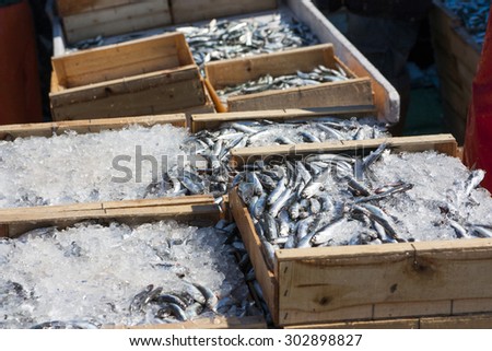 Sardines recently landed at fishing port docks, packed with ice and ready for sale fish market, fish mongers and supermarkets