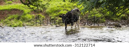 A Black and white dairy cow leaves the herd in the field and walks through an adjacent stream in order to drink fresh water. Panoramic crop.