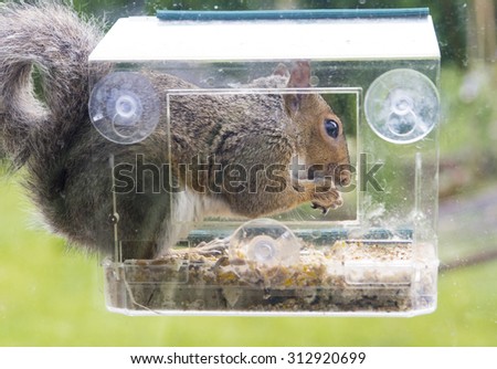 A grey squirrel sits on an outdoor window bird feeder and eats the bird food of nuts and fat.