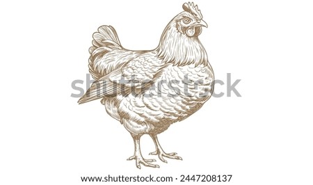 Chicken, hen, sketch. Vintage retro print, chicken, hen sketch ink pencil style drawing, engrave old school. Sketch artwork silhouette chicken, hen isolated on white background. Vector Illustration