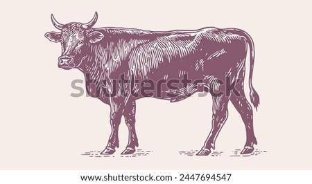 Cow, bull, beef. Vintage retro print, black white cow, bull, beef sketch ink pencil drawing, engrave old school. Sketch artwork silhouette cow bull. Side view profile beef bull. Vector Illustration