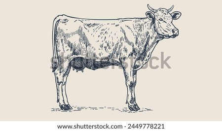 Cow, bull, beef. Vintage retro print, black white cow, bull, beef sketch ink pencil drawing, engrave old school. Sketch artwork silhouette cow bull. Side view profile beef bull. Vector Illustration