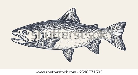 Salmon fish, seafood, sketch. Vintage retro print, seafood salmon fish sketch, sea life, ink pencil style drawing engrave old school sketch, hand drawn. Sketch artwork salmon fish. Vector Illustration