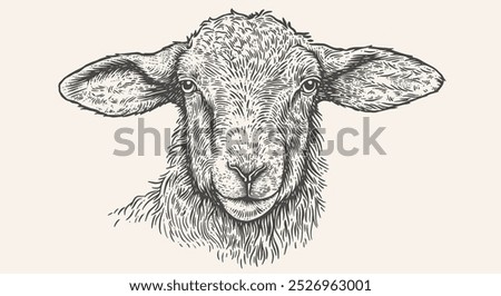 Sheep, lamb, mutton. Vintage retro print, black white sheep drawing, sketch ink pencil draw, engrave old school style. Sketch artwork silhouette head sheep. Head sheep, lamb. Vector Illustration