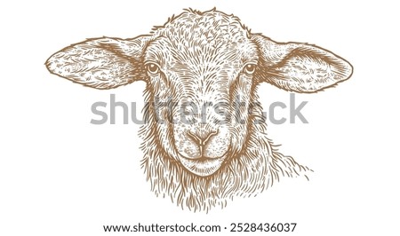 Sheep, lamb, mutton. Vintage retro print, black white sheep drawing, sketch ink pencil draw, engrave old school style. Sketch artwork silhouette head sheep. Head sheep, lamb. Vector Illustration