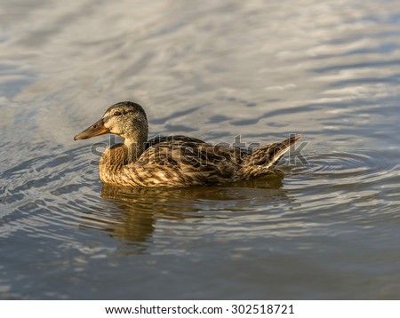 Wild female Mallard (Anas platyrhynchos) in natural setting, gliding across a calm river creating ripples on the waters surface.