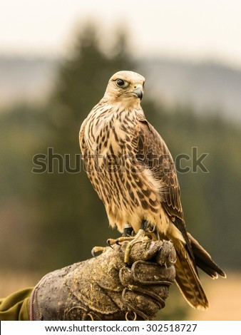 Bird of prey, Lanner Falcon (Falco biarmicus) posing on a handlers glove, depicted in a countryside setting.