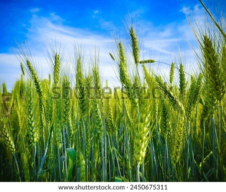 Similar – Image, Stock Photo Field of green wheat in Italy, near Pesaro and Urbino, in the region Marche of Italy. Close up of the ears with detail of the grains