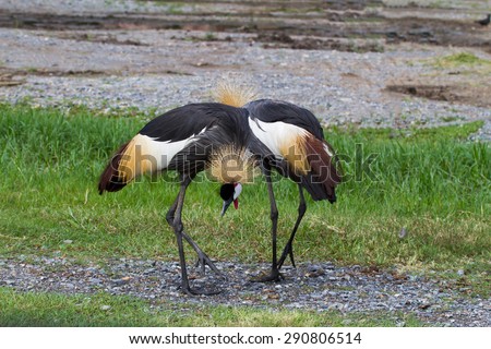Crowned Crane or African Crowned Crane on the grass field