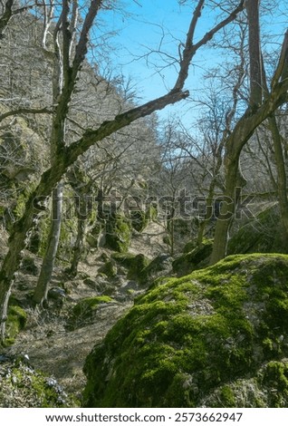 Similar – Image, Stock Photo Green, mossy boulders in coniferous forest