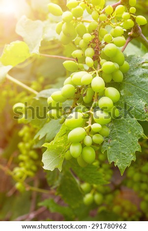 Bunch of white grapes on grapevine growing in vineyard. White grapes with green leaves.
