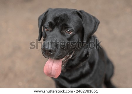 Similar – Image, Stock Photo beautiful black labrador sitting outdoors on brown leaves background, wearing a grey scarf and sunglasses. Autumn season