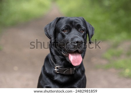 Similar – Image, Stock Photo beautiful black labrador and jack russell dog Wearing modern bandanas standing by wood trunks in mountain. Pets in nature