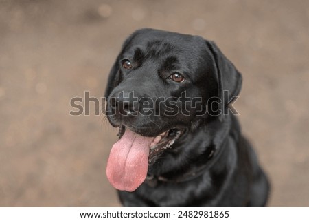 Similar – Image, Stock Photo beautiful black labrador sitting outdoors on brown leaves background, wearing a grey scarf and sunglasses. Autumn season