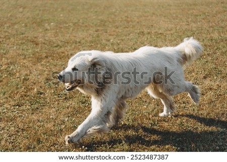 Similar – Image, Stock Photo Man with huge dog on street