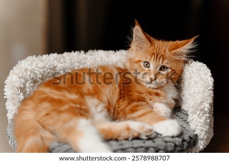 Similar – Image, Stock Photo cute ginger maine coon kitten portrait