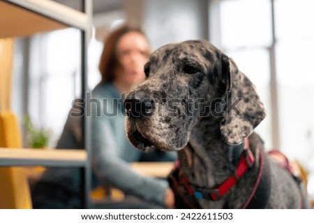 Similar – Image, Stock Photo Calm spotted dog sitting and looking up