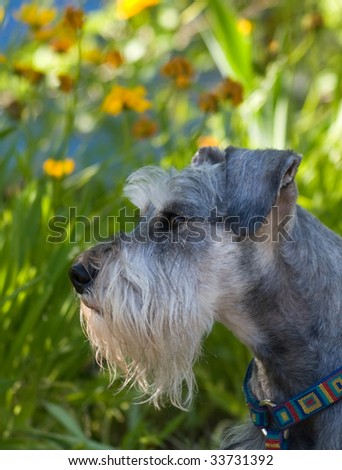 Miniature schnauzer dog profile image in front of wild flower background outdoors