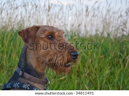 Airedale terrier dog sitting in front of a grassy field.  The image is taken close up in profile.