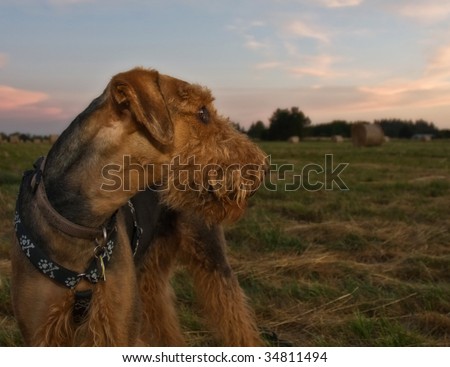 Airedale terrier dog looking back on a field of hay bales at sunset