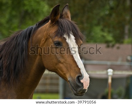 Brown Bay Quarter horse mare close up head shot