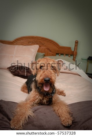 Caught in the act, an airedale terrier dog found sprawled out on the bed