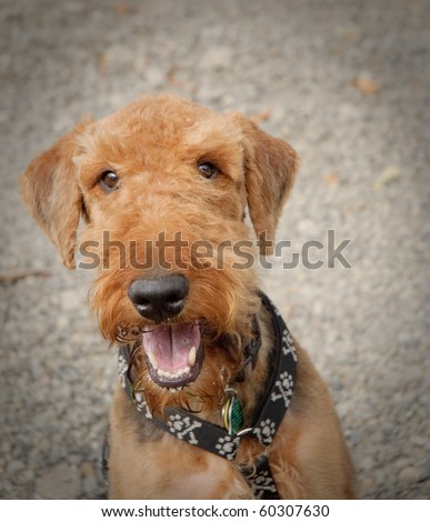 Happy airedale terrier dog close up portrait