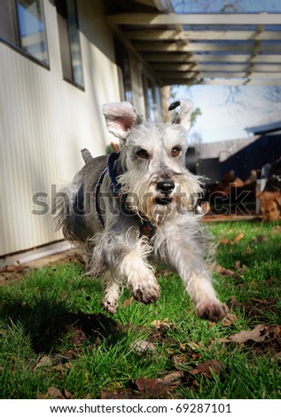 Fast  floppy eared gray miniature schnauzer dog springs into the air  running outdoors