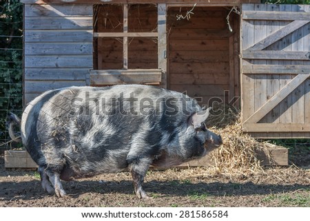 pig with house