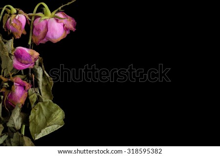 Wilted Flower Background / Wilted Flower / Wilted Flower on Black Background