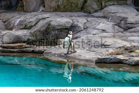 Humboldt Penguin Zoo Water