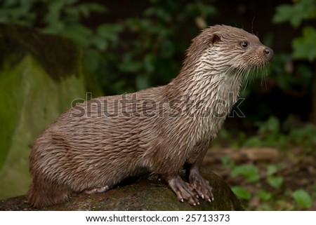 Standing otter from side view, looking to the right side.