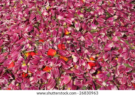 A pile of cut tulip flowers ready to be thrown away. Suitable for background image.