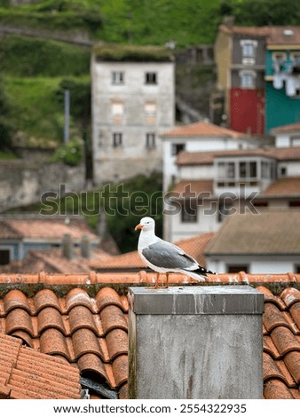 Similar – Image, Stock Photo Cityscape of Cudillero village, in the north of Spain. Cudillero is a charming village in Asturias, placed on a hill of the Atlantic coastline, with picturesque architecture and touristic restaurants and corners