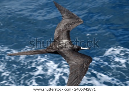 Foto Bild Fliegende Fregattvögel werden gefüttert Fernando de Noronha, Brasilien