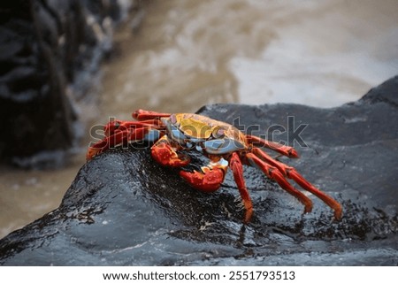 Image, Stock Photo Red cliff crab in the Galapagos Islands