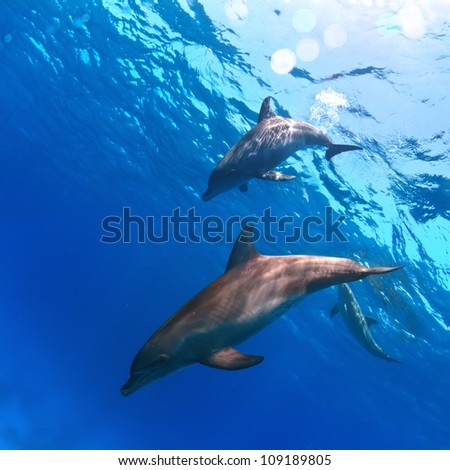 deep blue and water surface with two funny nice dolphins underwater
