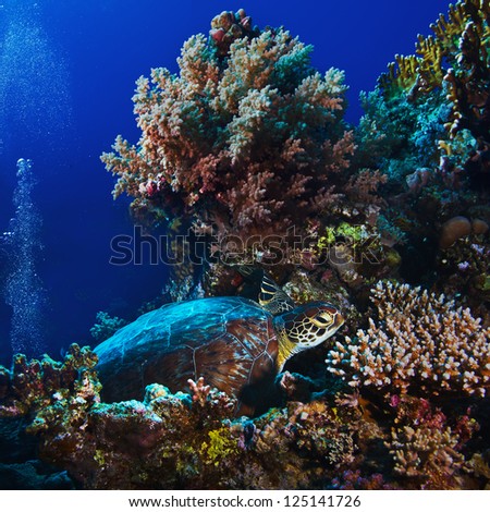 Red sea diving big green sea turtle sitting on colorful coral reef
