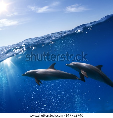 Wildlife marine animals design postcard. Two playful dolphins playing with sunbeams under water line at sunset time